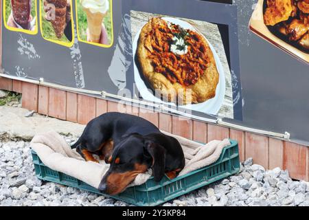 dog sleeping on the street with food poster background Stock Photo