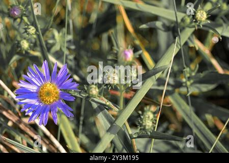 Aster is a genus of perennial flowering plants in the family Asteraceae . Purple and yellow aster flowers on a grass background. Close up photography Stock Photo