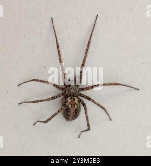 Charcoal Spider (Tegenaria ferruginea) Arachnida Stock Photo - Alamy