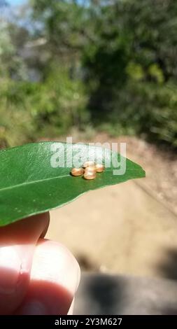 Leaf-footed Bugs and Allies (Coreoidea Stock Photo - Alamy