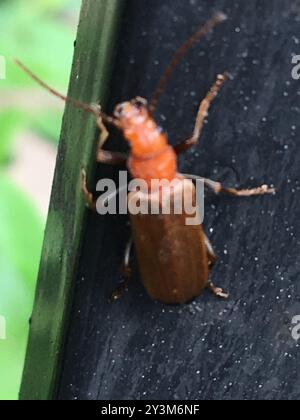 Wharf Insect Wharf Borer (Nacerdes melanura) Insecta Stock Photo - Alamy