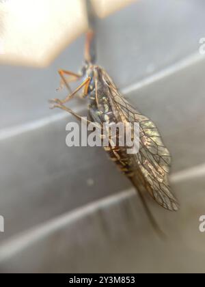 Raphidiid Snakeflies (Raphidiidae) Insecta Stock Photo - Alamy