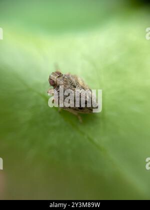(Issus coleoptratus) Insecta Stock Photo - Alamy