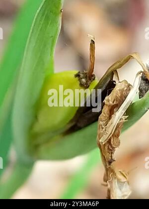 Common Beardless Irises (Limniris) Plantae Stock Photo