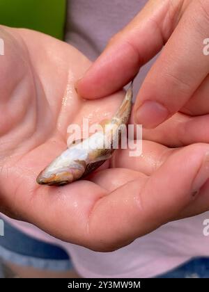 Longnose Dace (Rhinichthys cataractae) Actinopterygii Stock Photo