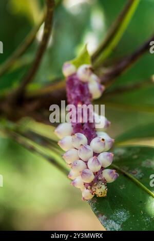 Anthurium obtusum hi-res stock photography and images - Alamy