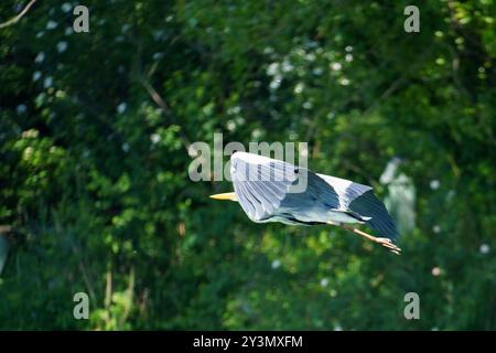 A great blue heron (Ardea cinerea) flies above a lake while searching for food on a sunny day Stock Photo
