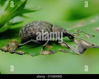 Alfalfa Snout Beetle (Otiorhynchus ligustici) Insecta Stock Photo