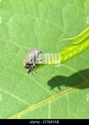 Alfalfa Snout Beetle (Otiorhynchus ligustici) Insecta Stock Photo