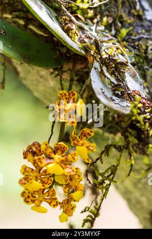 Oncidium orchid in bloom Stock Photo