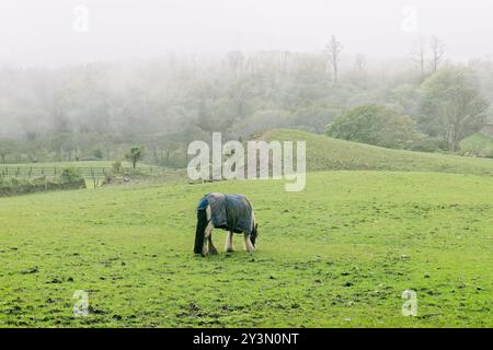 A horse wears a blanket in a misty grassy landscape during early morning hours surrounded by lush greenery and rolling hills. A horse stands quietly i Stock Photo