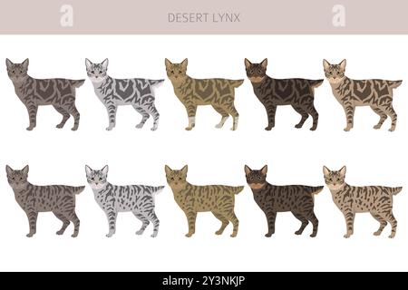 Desert Lynx Cat clipart. All coat colors set.  All cat breeds characteristics infographic. Vector illustration Stock Vector
