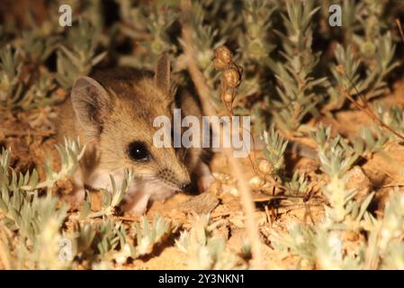 Fat-tailed Dunnart (Sminthopsis crassicaudata) Mammalia Stock Photo