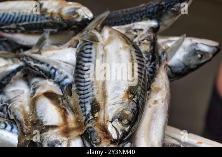 A close-up view of freshly caught mackerel fish piled together, showcasing their shiny scales and distinctive striped patterns. The fish are arranged Stock Photo