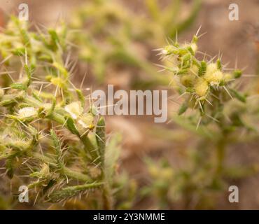 moth combseed (Pectocarya setosa) Plantae Stock Photo - Alamy