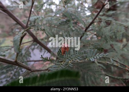 (Hiarchas angularis) Insecta Stock Photo - Alamy