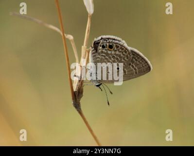 Small Cupid (Chilades parrhasius), Insecta, Pathamuttam, Kerala, India ...