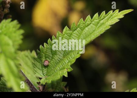 Nettle Pouch Gall Midge (Dasineura urticae) Insecta Stock Photo