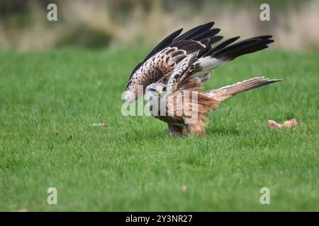 Red Kite in flight. Llandeusant. Wales. Stock Photo