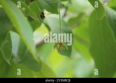 Miliusa hi-res stock photography and images - Alamy