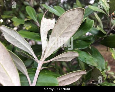 Karo (Pittosporum crassifolium) Plantae Stock Photo