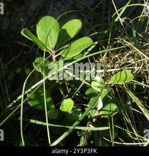 Karo (Pittosporum crassifolium) Plantae Stock Photo