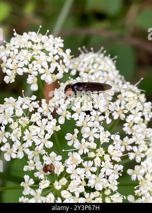 Wrinkly Insect Low-horned Wrinkleheads (Chrysogaster), Insecta, 24882 Schaalby ...