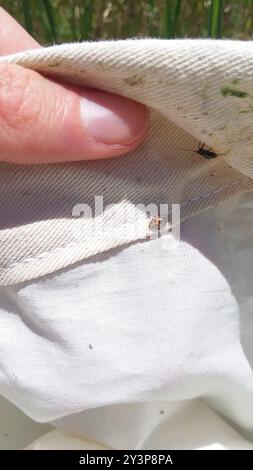 Parenthesis Lady Beetle (Hippodamia parenthesis) Insecta Stock Photo ...