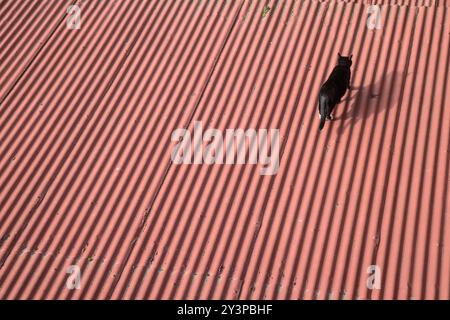 A cat climbing on a hot tin roof in the city of Santiago in Chile. Stock Photo