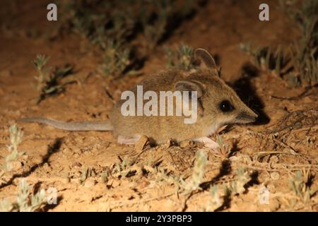 Fat-tailed Dunnart (Sminthopsis crassicaudata) Mammalia Stock Photo