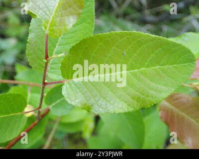 Balsam Willow (Salix pyrifolia) Plantae Stock Photo