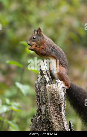 Eurasian red squirrel (Sciurus vulgaris) sitting on an old tree stump eating a hazelnut holding using both paws to hold it Stock Photo