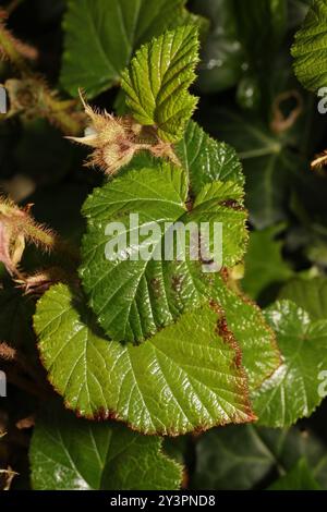 Chinese Bramble (Rubus tricolor) Plantae Stock Photo - Alamy