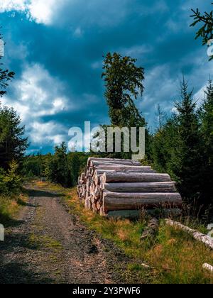 A Wooden trunks lying stacked in the forest Stock Photo