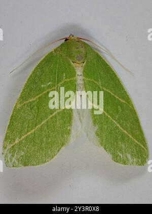 Scarce Silver-lines (Bena bicolorana) Insecta Stock Photo