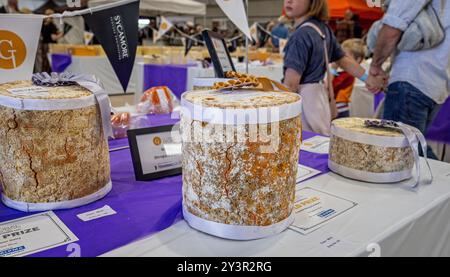 Close up of a Shropshire Blue cheese - winner of the gold medal  at the Frome Cheese Show, Somerset, UK on 14 September 2024 Stock Photo