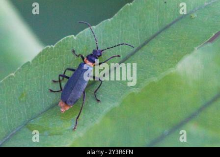 Plague Soldier Beetle (Chauliognathus lugubris) Insecta Stock Photo