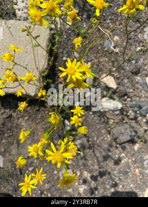 Eastern Groundsel (Senecio vernalis) Plantae Stock Photo