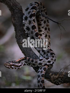 Pygmy Rattlesnake in Florida Panhandle Stock Photo