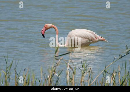 Greater flamingo Phoenicopterus roseus in the water of El Hondo Natural Park, Elche, Spain Stock Photo