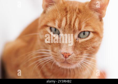 Close-up of orange domestic cat looking at camera Stock Photo