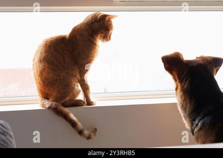 The dog and the cat look through the window Stock Photo