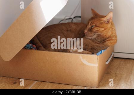 Orange domestic cat in its natural habitat, the cardboard box, sustainable home Stock Photo