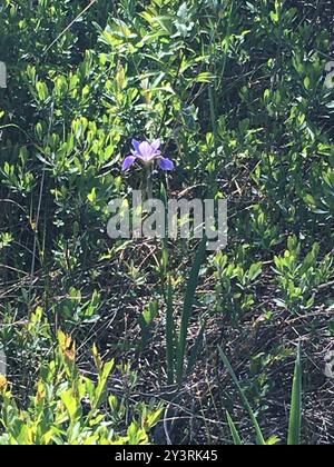 Common Beardless Irises (Limniris) Plantae Stock Photo