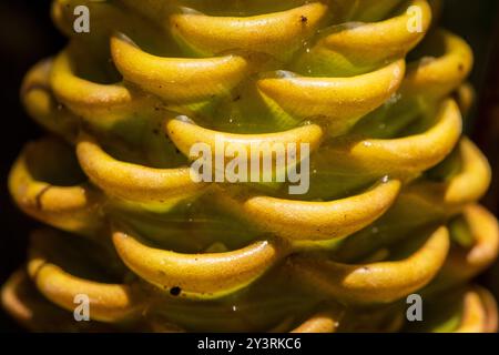 true ginger in the amazonian rain forest Stock Photo