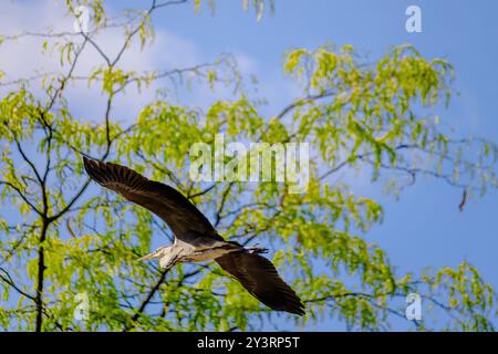Grey heron is flying in the sky above a tree. The sky is clear and blue, and the bird is soaring high above the tree Stock Photo