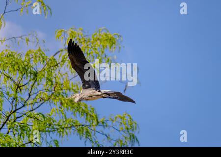 Grey heron is flying in the sky above a tree. The sky is clear and blue, and the bird is soaring high above the tree Stock Photo