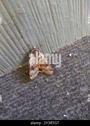 Yellow Underwings (Noctua) Insecta Stock Photo - Alamy