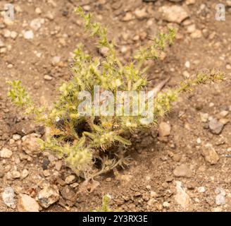 moth combseed (Pectocarya setosa) Plantae Stock Photo - Alamy