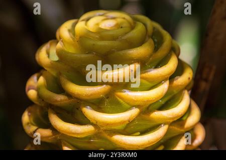 true ginger in the amazonian rain forest Stock Photo